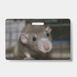 Tarjeta De Identificación Rata Curiosa