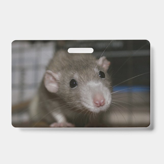 Tarjeta De Identificación Rata Curiosa (Parte frontal)