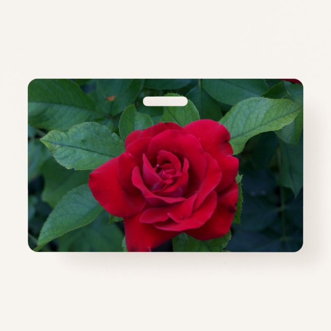 Tarjeta De Identificación Red Rose Close (Anverso)