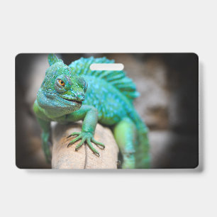 Tarjeta De Identificación reptiles, naturaleza, lagartos