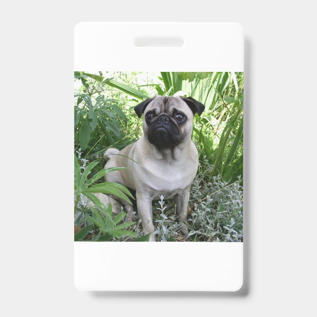 Tarjeta De Identificación sesión de pug (Parte frontal)