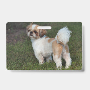 Tarjeta De Identificación Shih Tzu más adorable