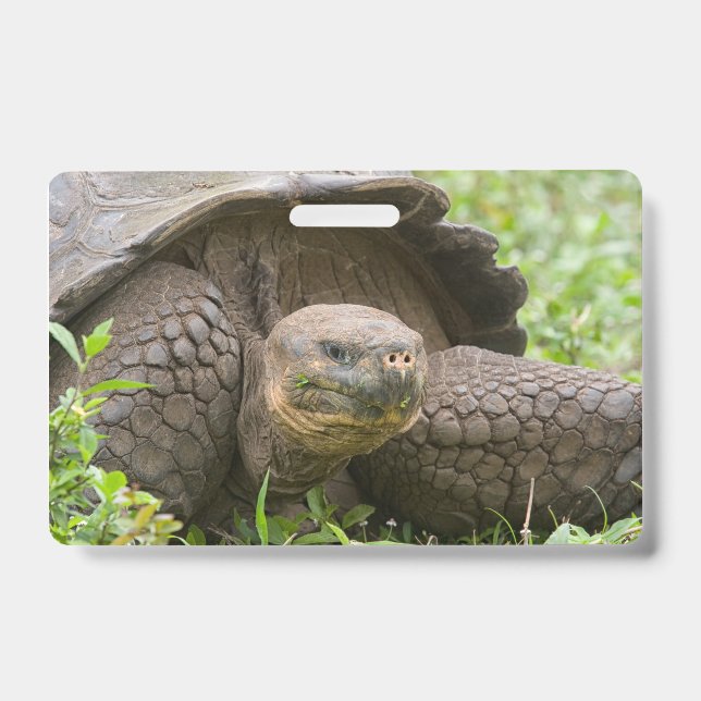 Tarjeta De Identificación Tortuga gigante (Parte frontal)