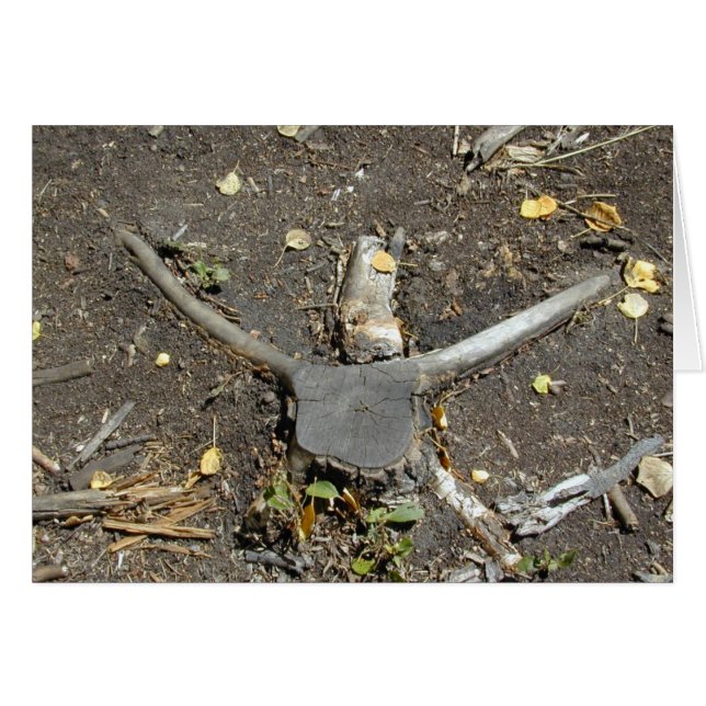 Tarjeta de ilusión de Longhorn (Anverso (Horizontal))