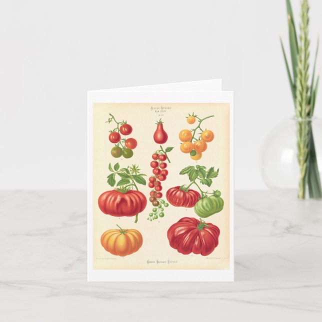 Tarjeta de Ilustracion botánico de tomate (Anverso)