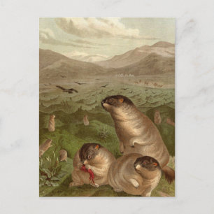 Tarjeta de ilustracion de marmota de color