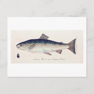 Tarjeta de ilustracion de salmón de color