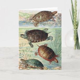 Tarjeta de ilustración de tortugas de agua de libr