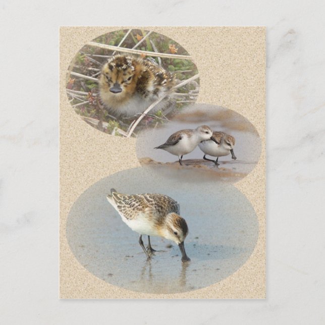 Tarjeta de información de Sandpiper con facturació (Anverso)