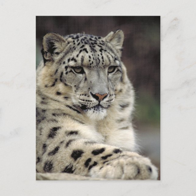 Tarjeta de información de Snow Leopard (Anverso)