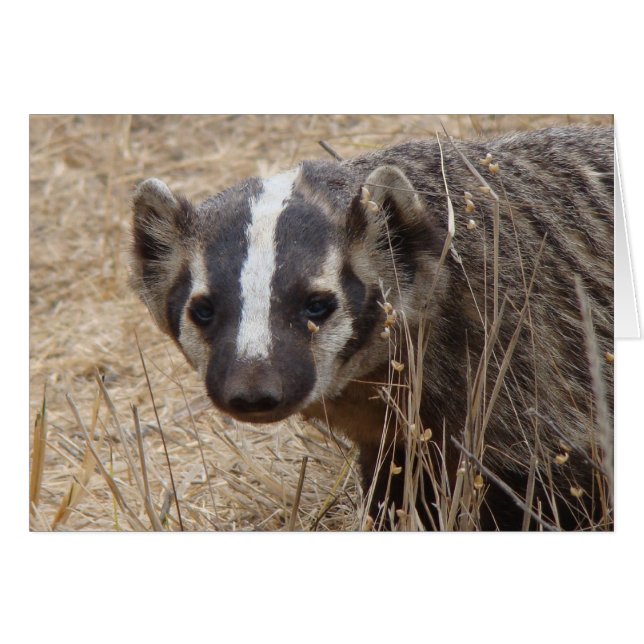 Tarjeta de inicio de Badger (Anverso (Horizontal))