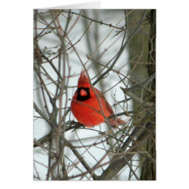 Tarjeta de invierno Cardinal Rojo