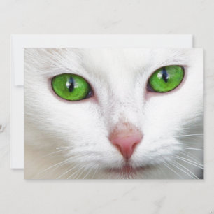 Tarjeta de Invitación de Gato Blanco de Ojos Verde