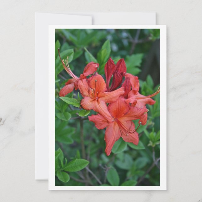 Tarjeta de invitación de primavera nativa Azalea (Anverso)