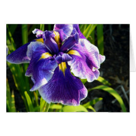 Tarjeta de iris púrpura