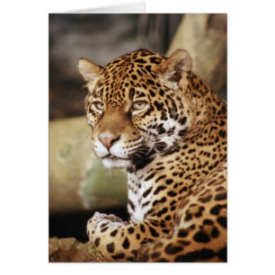 Tarjeta de Jaguar