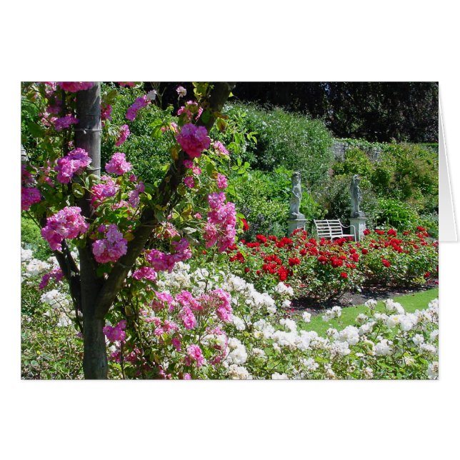 tarjeta de jardín Rosa (Anverso (Horizontal))