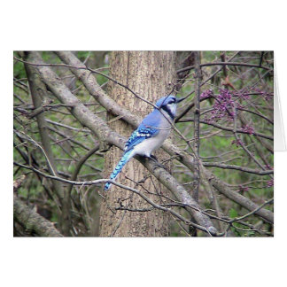 Tarjeta de Jay Azul Primavera