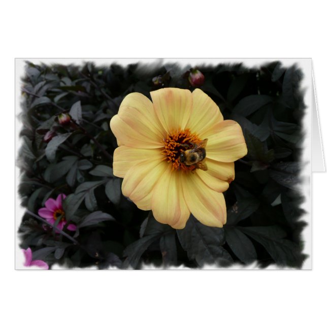 Tarjeta de la abeja de la margarita (Anverso (Horizontal))