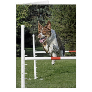Tarjeta de la agilidad del border collie