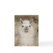 De la alpaca de la llama del cierre perfil