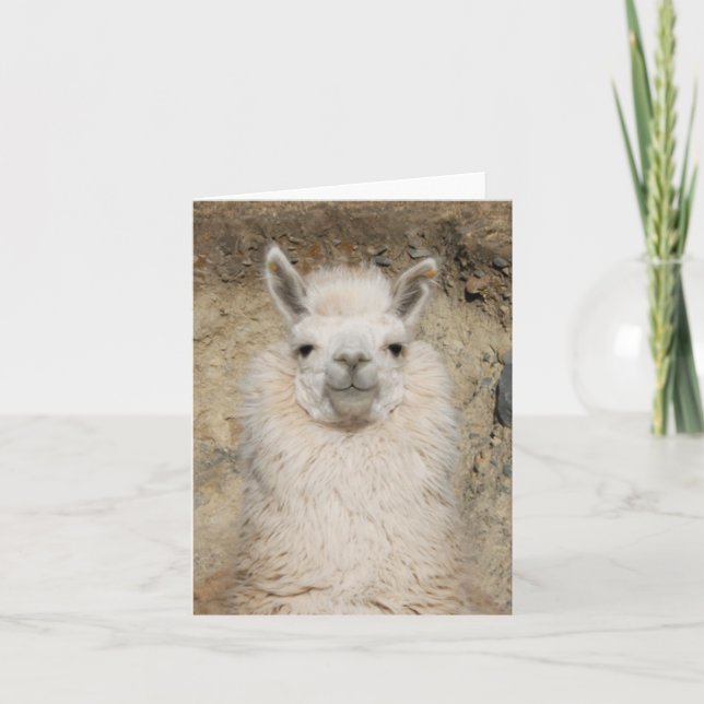Tarjeta De la alpaca de la llama del cierre perfil (Anverso)