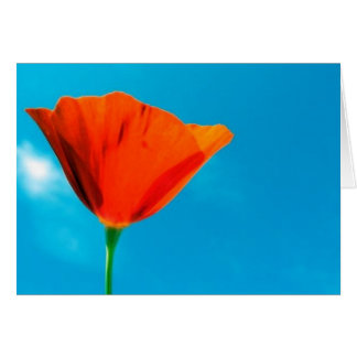 Tarjeta de la amapola de California