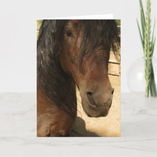 Tarjeta de la belleza del caballo de Morgan