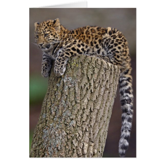 Tarjeta de la cola de un leopardo (Frente)
