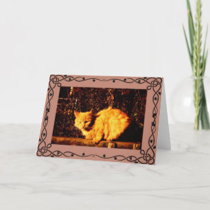 Tarjeta de la condolencia del gato