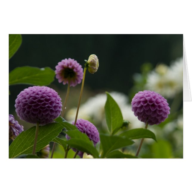 Tarjeta de la dalia (Anverso (Horizontal))