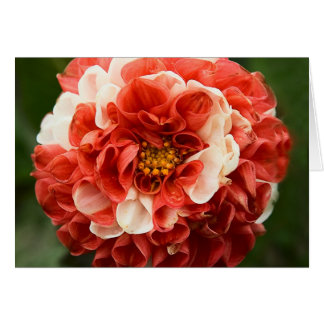 Tarjeta de la dalia del Pom-Pom