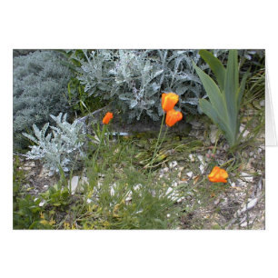 Tarjeta de la escritura: Amapolas de CA