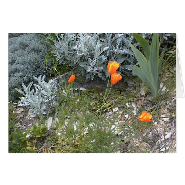 Tarjeta de la escritura: Amapolas de CA (Anverso (Horizontal))
