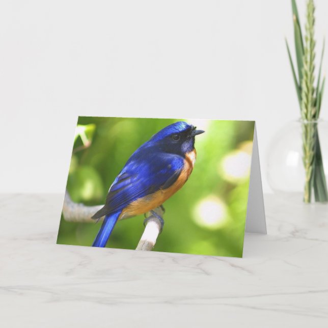 Tarjeta de la felicidad del Bluebird (Anverso)