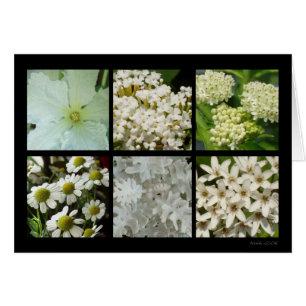 Tarjeta de la flor blanca