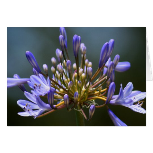 Tarjeta de la flor de Agapantha