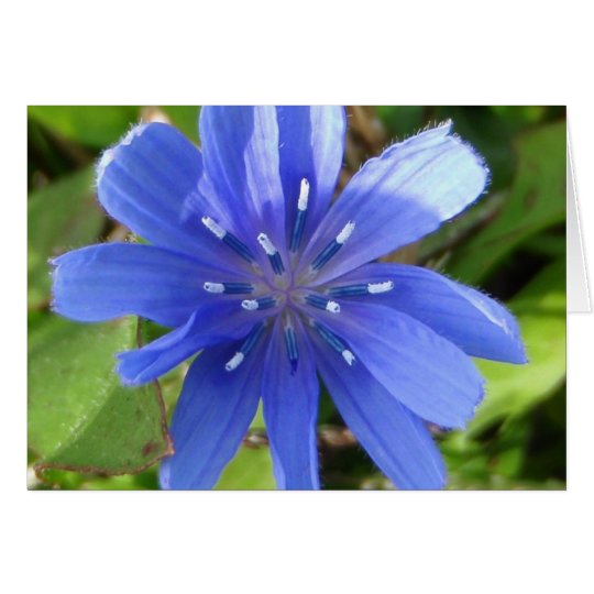 Tarjeta de la flor de la achicoria
