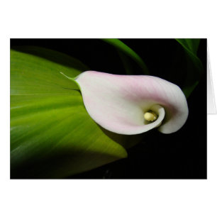Tarjeta de la flor de la cala