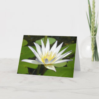 Tarjeta de la flor de Lotus blanco