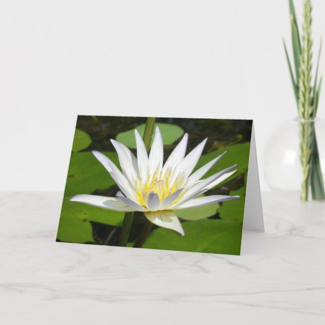 Tarjeta de la flor de Lotus blanco (Anverso)