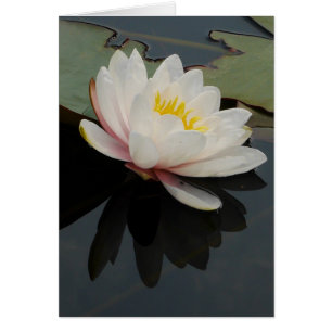 Tarjeta de la flor de Waterlily