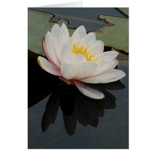 Tarjeta de la flor de Waterlily (Frente)