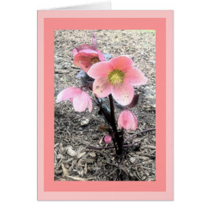Tarjeta de la flor del melocotón