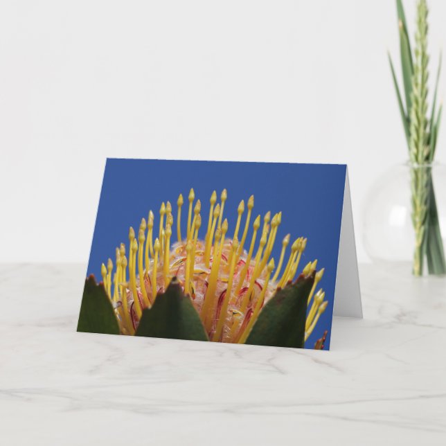 Tarjeta de la flor del Protea (Anverso)