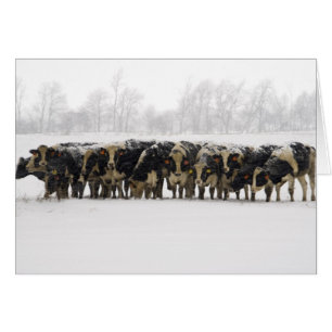 Tarjeta de la foto de las vacas