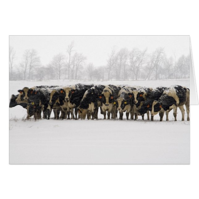 Tarjeta de la foto de las vacas (Anverso (Horizontal))