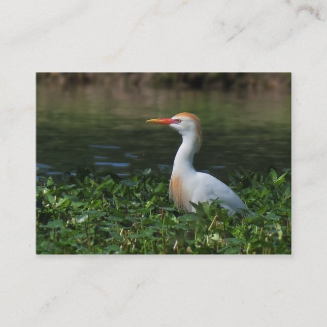 Tarjeta de la foto del ATC del Egret de ganado (Anverso)