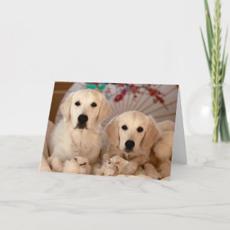 Tarjeta de la foto del golden retriever