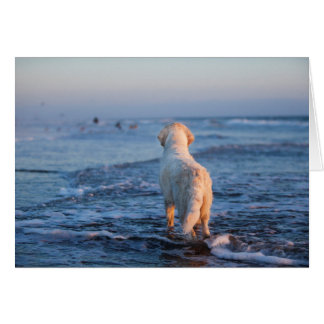 Tarjeta de la foto del golden retriever